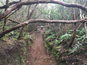 Bosque encantado de Anaga