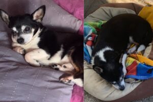 Ako, chihuahua que formó parte de la familia, compromiso y tenencia responsable